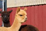 alpaca for sale