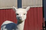 alpaca for sale