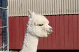 alpaca for sale