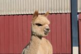 alpaca for sale