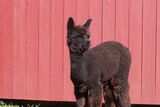 alpaca for sale