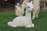 alpaca for sale