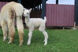 alpaca for sale