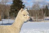 alpaca for sale