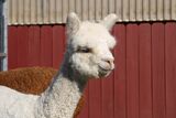 alpaca for sale