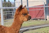 alpaca for sale