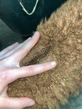 alpaca for sale