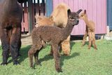 alpaca for sale