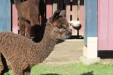 alpaca for sale