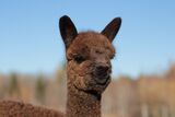 alpaca for sale