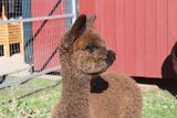 alpaca for sale