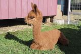 alpaca for sale