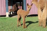 alpaca for sale