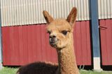 alpaca for sale