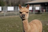 alpaca for sale