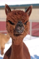 alpaca for sale