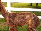 alpaca for sale