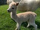 2021 Cria - GORGEOUS 