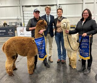 2024 Alpaca Quebec Judge's Choices Ariya Divine Love's Passion & Ariya Belenis' Inspired Dream