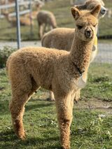 alpaca for sale