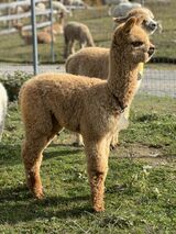 alpaca for sale