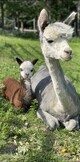 Silver & Silk with 2021 cria by Xander