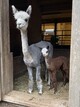 Silver & Silk with 2021 cria