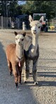 Silver&Silk with cria by Xander-Sept 14/21