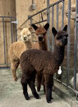 alpaca for sale