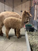 alpaca for sale