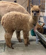 alpaca for sale