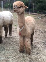 alpaca for sale