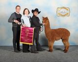 alpaca for sale