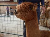 alpaca for sale