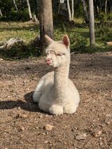 alpaca for sale