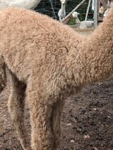 alpaca for sale