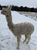 alpaca for sale