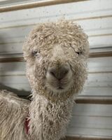 alpaca for sale