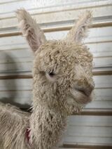 alpaca for sale