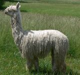 alpaca for sale