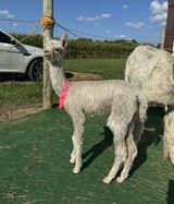 alpaca for sale