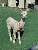 alpaca for sale