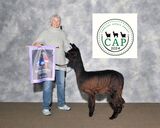 alpaca for sale