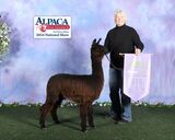 alpaca for sale