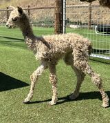 alpaca for sale