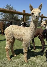 alpaca for sale