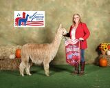 alpaca for sale