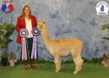 alpaca for sale