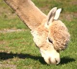 alpaca for sale