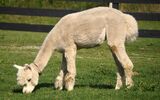 alpaca for sale